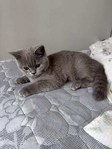 Скотиш Фолд (Шотландская вислоухая), 4 месяца, Девочка, Голубой, Приучена к лотку