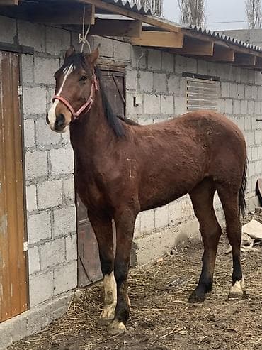 собака авчарка: Продаю | Конь (самец), Жеребец | Рабочий — 3