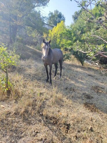 показы 1 354 72 договорная кошка даром британская короткошёрстная 1 год мальчик метис 2 позвонить написать: Продаю | Кобыла (самка) | Рабочий — 3