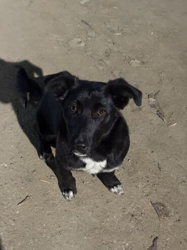 ящик для овощи: Дворняжка, 2 года, Самка, С прививкой — 4