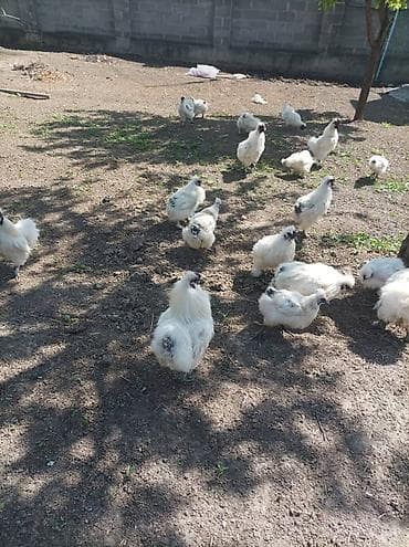 шатландские кошки: Продаю | Куры | Для разведения — 4