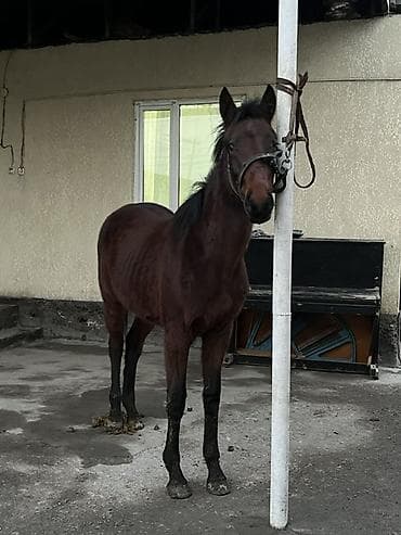 конный: Продаю | Жеребенок | Полукровка | Конный спорт — 2