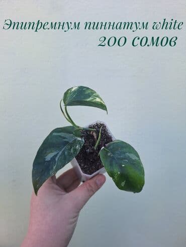 покупка деревьев: ● Комнатные растения (укоренённые черенки, молодые растения, взрослые — 14