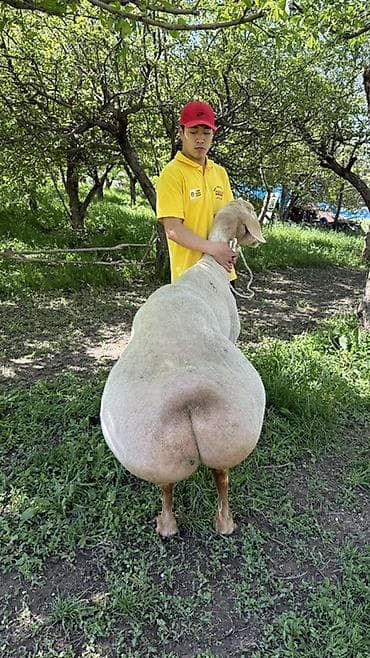 дончак тайлар: Продаю | Баран (самец) | Для разведения | Племенные — 5