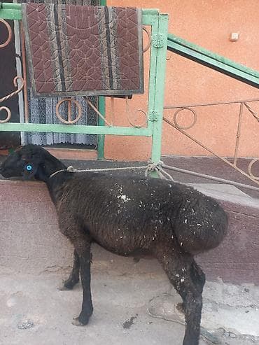 цена пшеницы в бишкеке 2022: Продаю | Ягненок | На забой — 1