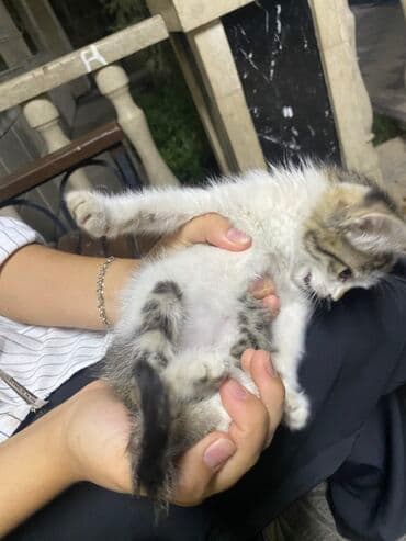 сколько стоит щенок чихуахуа: Кошка даром: Беспородная, 1 месяц, Девочка — 3