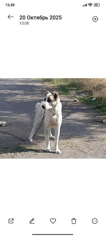 собаки щенки: Продаются щенки алабай, кабель и девочка. Возраст 2 месяца. Отец и — 4