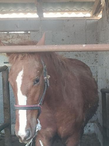 Продаю | Кобыла (самка) | На забой at lalafo.kg Продаю | Кобыла (самка) | На забой