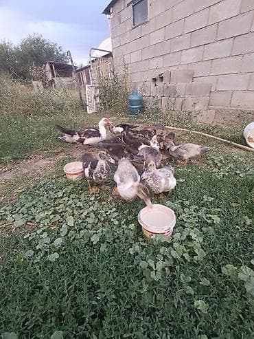 ордок утки: Мускусные утята (индоутки) с утятами вывод - Порода: мускусные утки — 2
