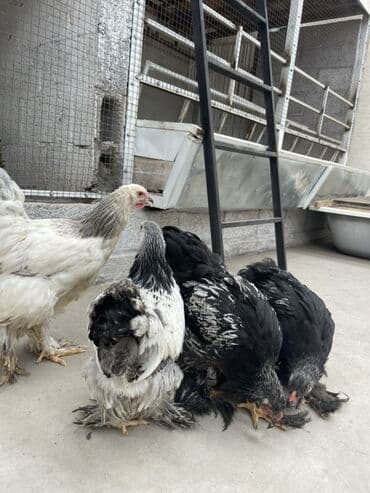 племенные кролики продажа: Продаю | Куры, Цыплята | Брама | Для разведения — 6