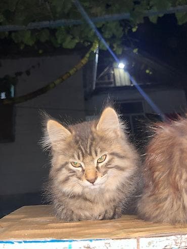 животные кошка: Отдадим котят в добрые руки, 4 котенка — 3