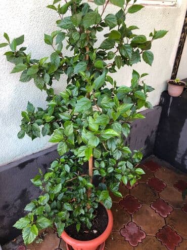 метровые розы бишкек: Китайская роза, высота растения от пола: 1.85. Ухоженное — 4