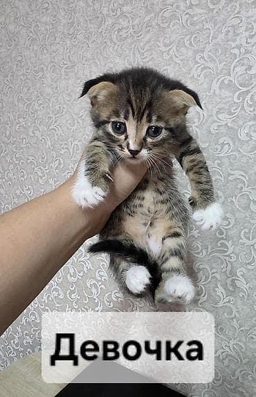 Животные: Кошка даром: Британская короткошёрстная, 2 месяца, Мальчик — 2