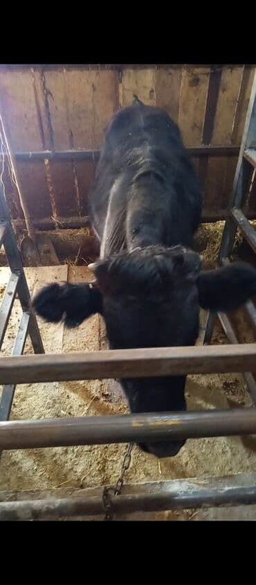 продаю музоо торпок корова самка бык самец айрширская ангус алатауская на забой для разведения на откорм племенные нетель привязанные: Сатам | Бука (эркек) | Бордоп семиртүү үчүн | Байланган — 2