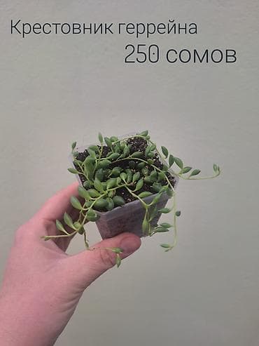 кочот карлик: • Комнатные растения (укоренённые черенки/детки/молодые — 8