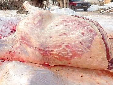 рамадан мубарак: Эт кескичстонок менен той аштарга кызмат кылабызжылкы, уйтопоз — 6