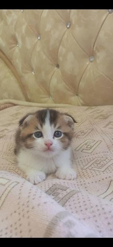 шотлан: Шотландский вислоухий котёнок (предположительно скоттиш-фолд) — 1