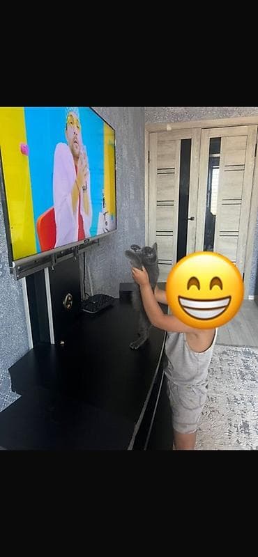 Мышыктар: Мышык бекер берилет: Орус көгүлтүр, 2 айлык, Ургаачы, Лотокко барууга үйрөтүлгөн — 8