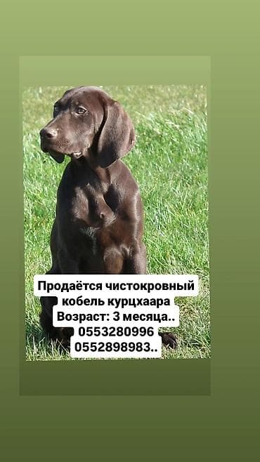 хаски цена собака: Продаётся кобель курцхаара 🐾 Возраст 3 месяца Ищет заботливых хозяев — 1