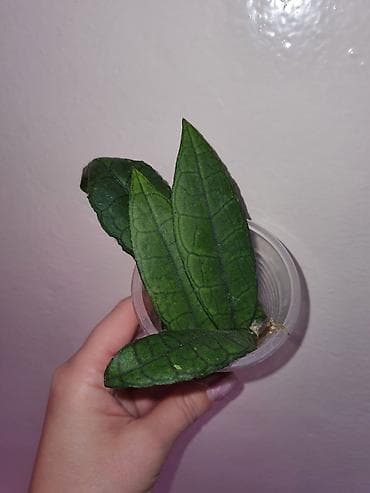 Комнатные растения: Хойи
Цены 200, 300, 400 сом — 2