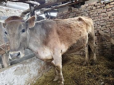 соска для телят: Продаю | Корова (самка) | Для молока | Привязанные — 1