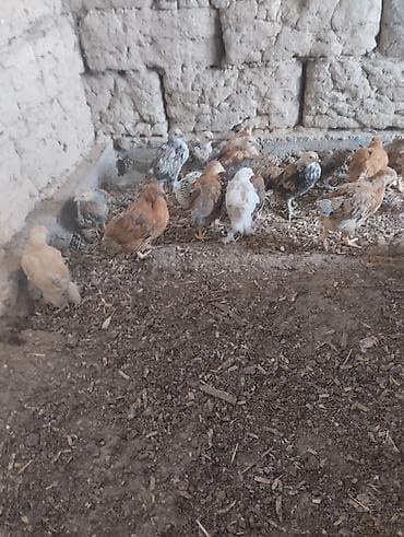 маленькие бычки: Продаю | Цыплята | Домашняя | На забой — 3
