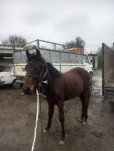 Аквариумдар: Сатам | Тай | Аргын | Жумушка — 4