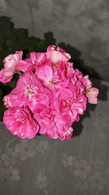 розы в колбе: Пеларгония (герань) в горшке – комнатные цветы с крупными шаровидными — 2