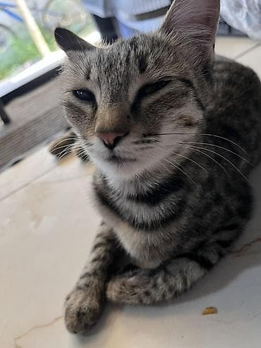 d cat: Кошка даром: Беспородная, Девочка — 5
