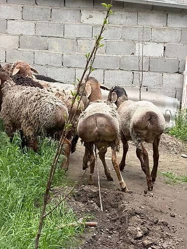 осеменитель: Продаю | Баран (самец) | На забой | Осеменитель — 4