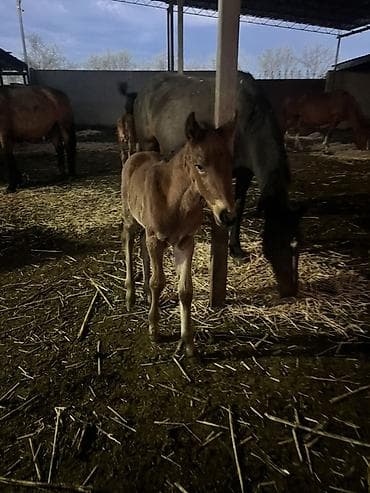 кобыла жеребая: Продаю | Кобыла (самка) | Для разведения | Племенные — 4