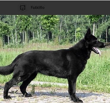 собака малинуа: Овчарка, 3 года, Самка, С прививкой — 1