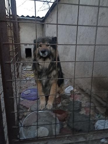 продаю щенков немецкой овчарки: Продаю собаку возраст 3 года торг есть . Крупная доброе длинношерстный — 5