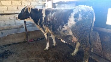 номер приюта для животных бишкек: Продаю | Корова (самка) | Привязанные — 1