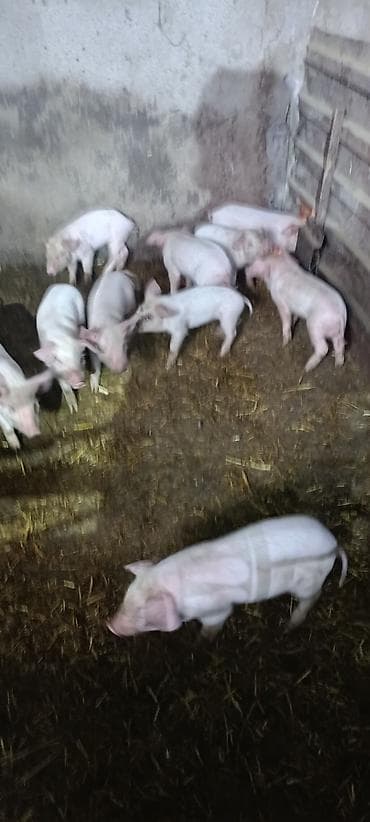 помёта: Продаю | Поросенок | Крупная белая | Для разведения — 1