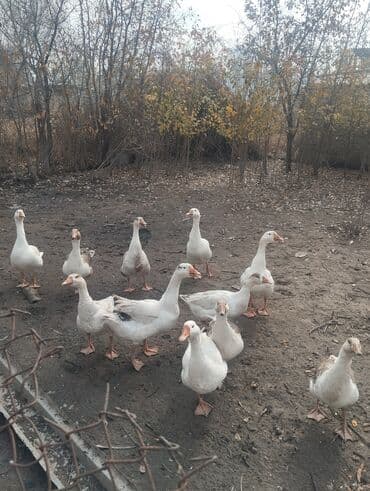дом для собаки: Продаю гусей — 2