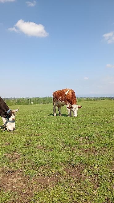 сом рыба: Продаю | Корова (самка) | Для молока | После отела — 6