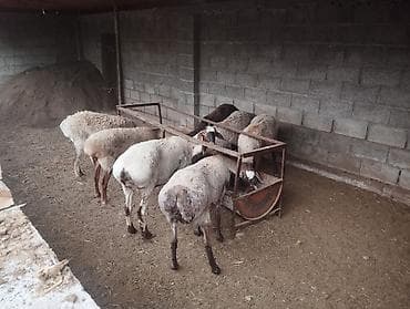 бараны: Продаю | Баран (самец) — 6