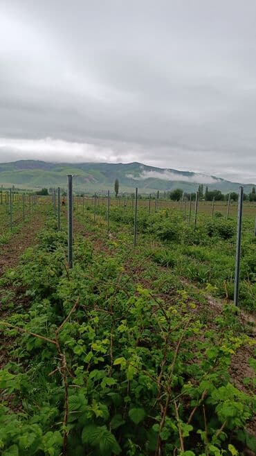 340 соток Для сельского хозяйства