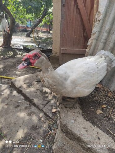 кумыс с медом бишкек: Индоутка :, 2 кг, 3 кг, 4 кг, Платная доставка, Бесплатная доставка — 1