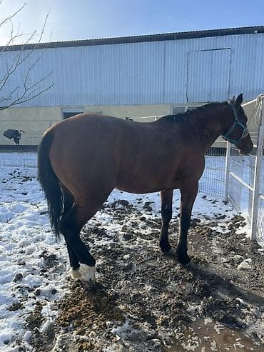 котята сфинксы: Продаю | Кобыла (самка) | Рабочий — 2