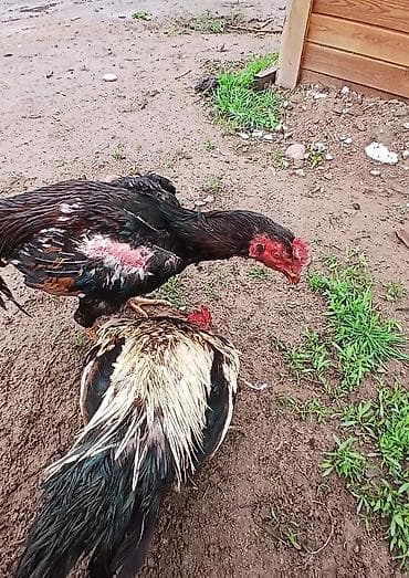 животные на р: Продаю | Петух | Бойцовая | Для разведения — 7
