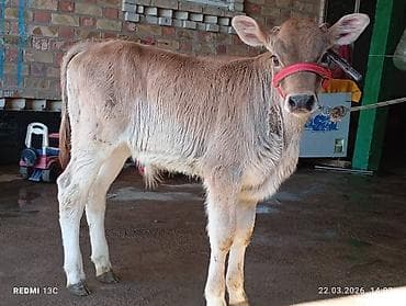 Аквариумы: Продаю | Музоо, торпок | На откорм | Привязанные — 2