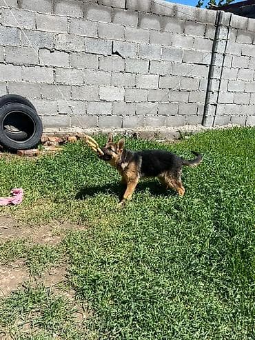 рыжие котята: Немецкая овчарка, 3 месяца, Самка, С прививкой, С родословной — 3