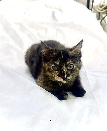 scottish fold: Кошка даром: Беспородная, 4 месяца, Девочка, Приучена к лотку — 1