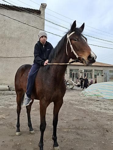 жугору сатам: Сатам | Бээ (ургаачы) | Англиялык | Ат спорту — 1