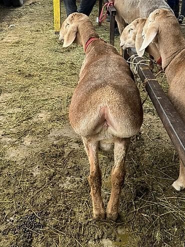 ат алам: Продаю | Баран (самец) | Арашан | Для разведения | Осеменитель, Племенные — 2