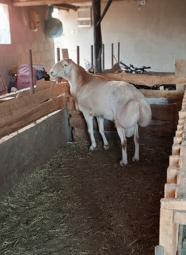 Продаю | Овца (самка) | Для разведения | Племенные