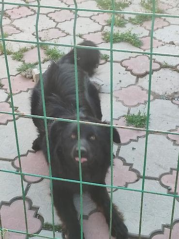 отдам даром хаски: Срочно!!! Отдам собаку в добрые руки. Зовут Чарли, ему 1 год. От — 5