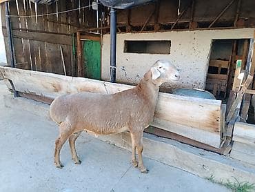 кара кой: Продаю | Баран (самец) | Для разведения — 5
